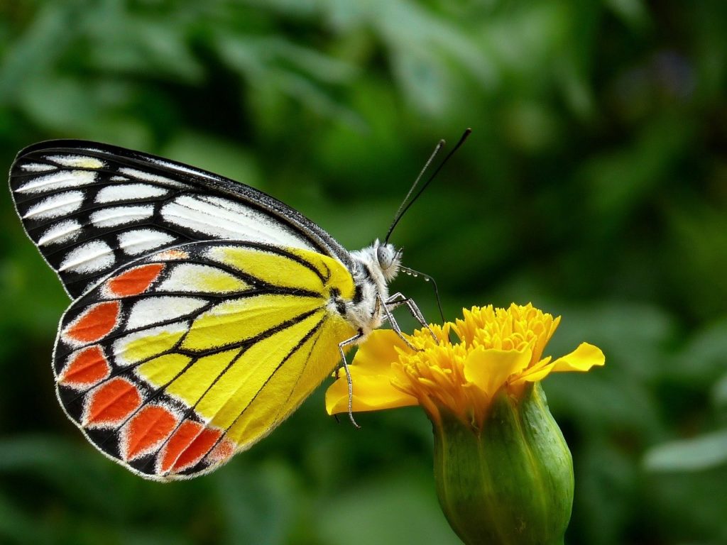 butterfly, common jezebel, flower